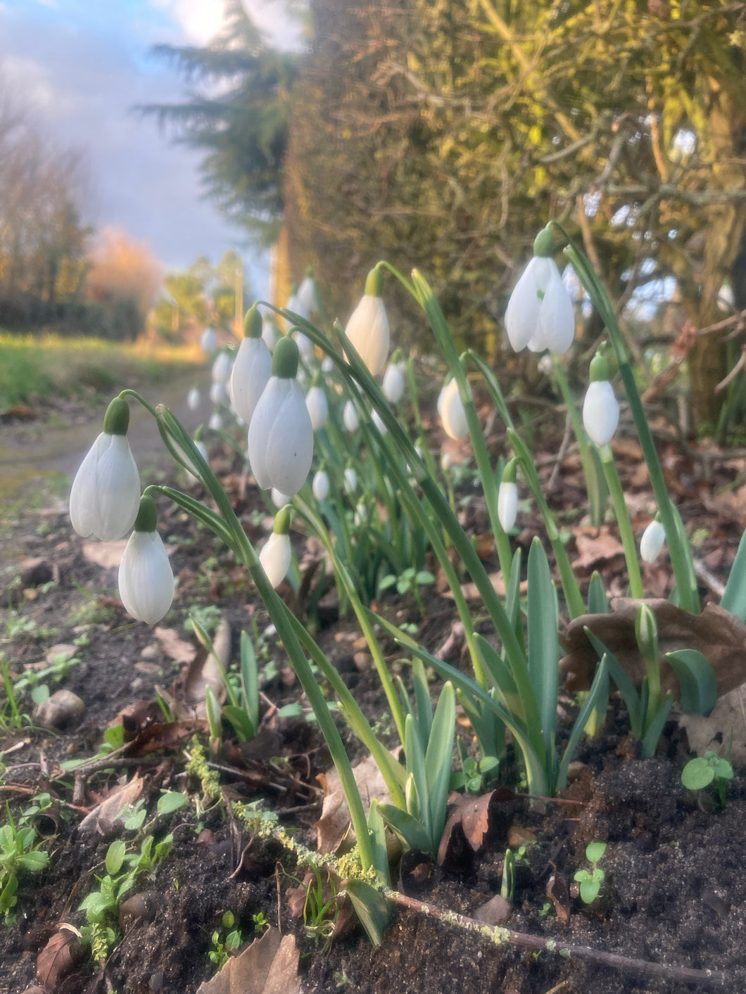 25 bulbs of Snowdrop (Galanthus ikariae) Includes Postage