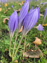 Load image into Gallery viewer, 20 bulbs of Crocus sativus (Autumn Flowering Saffron/Saffron Crocus) Includes Postage
