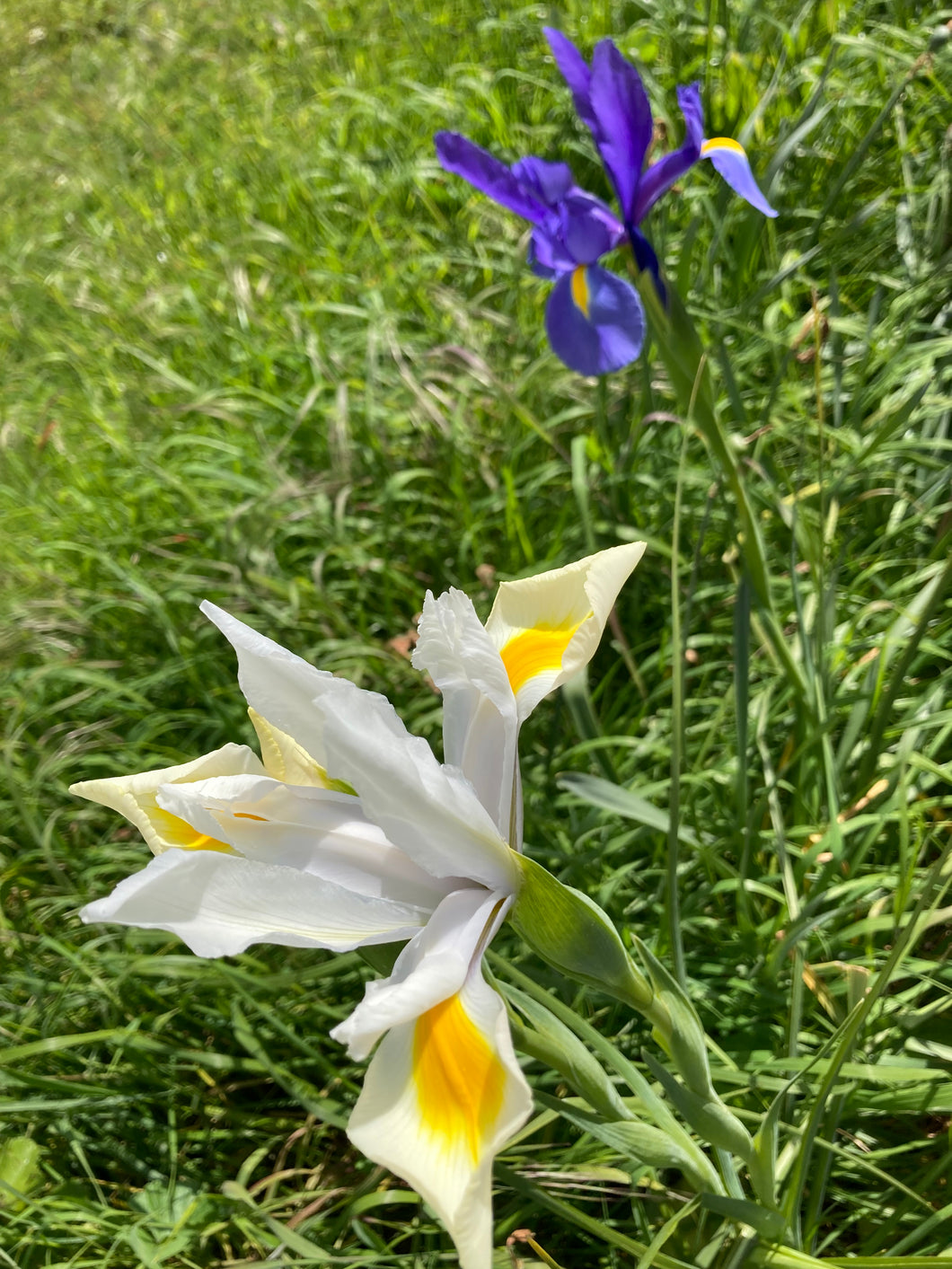10 bulbs of Dutch Iris (mixed varieties) Includes Postage