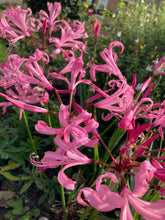 Load image into Gallery viewer, 5 bulbs of pink Bowden Lily (Nerine bowdenii) Includes Postage
