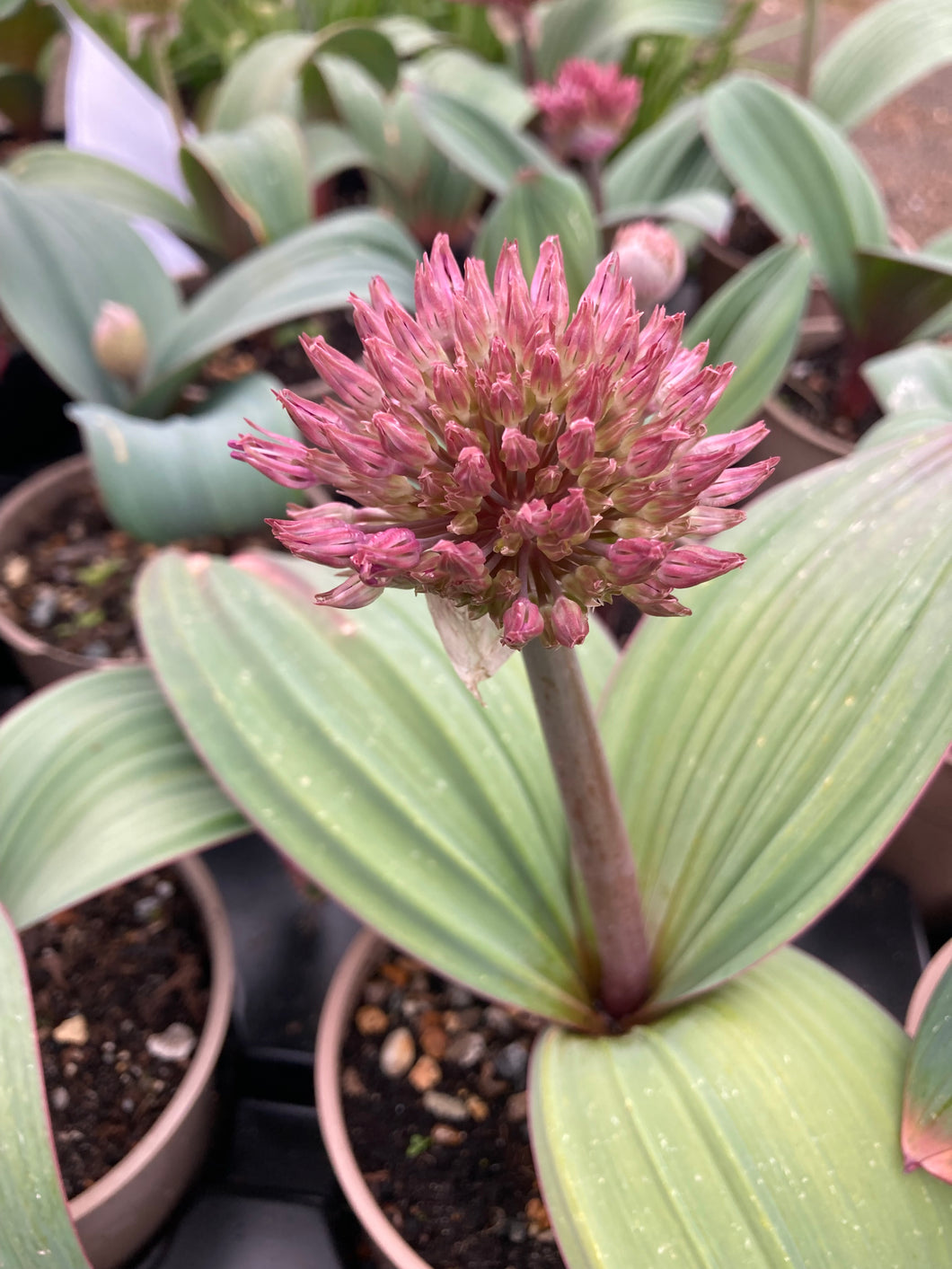 1 bulb of Ornamental Allium (Allium karataviense) Includes Postage