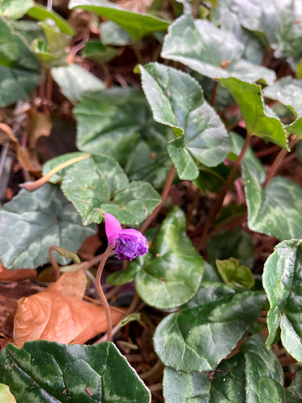 5 plants of hardy pink Ivy-Leaved Cyclamen (Cyclamen hederifolium) Includes Postage