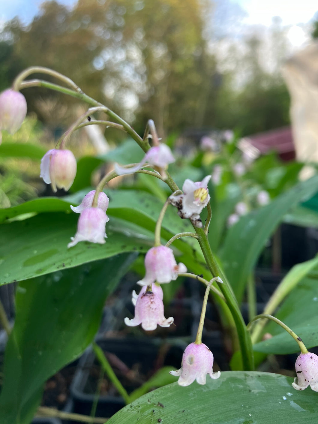 1 bare root of Pink Lily of The Valley (Convallaria majalis rosea) Includes Postage