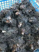 Load image into Gallery viewer, 1 budding root of Rodgersia aesculifolium (Rubrifolia) Includes Postage
