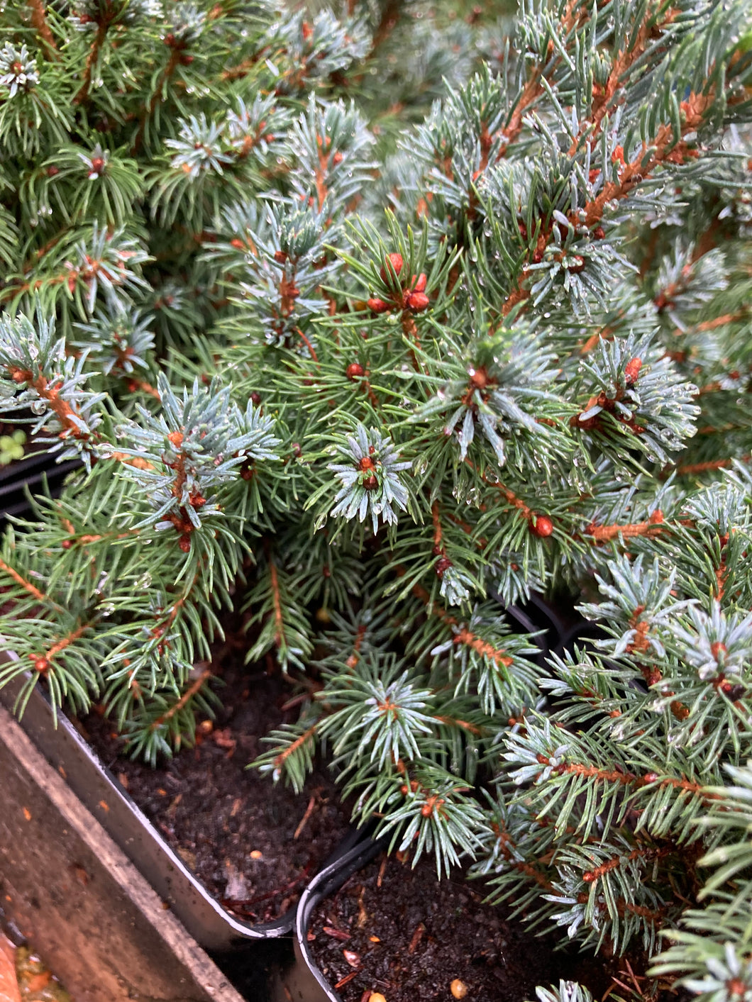 3 miniature real Christmas trees in 9cm pot (Picea 'Saunders Blue') Includes Postage