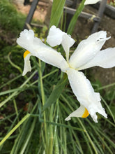 Load image into Gallery viewer, 20 bulbs of Dutch Iris (Alaska) Includes Postage
