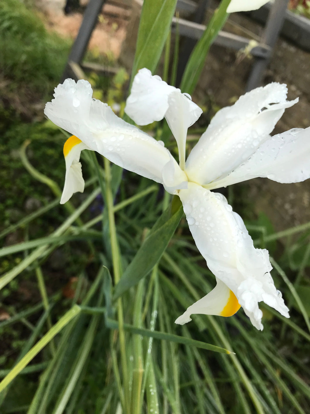 20 bulbs of Dutch Iris (Alaska) Includes Postage