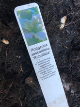 Load image into Gallery viewer, 1 budding root of Rodgersia aesculifolium (Rubrifolia) Includes Postage
