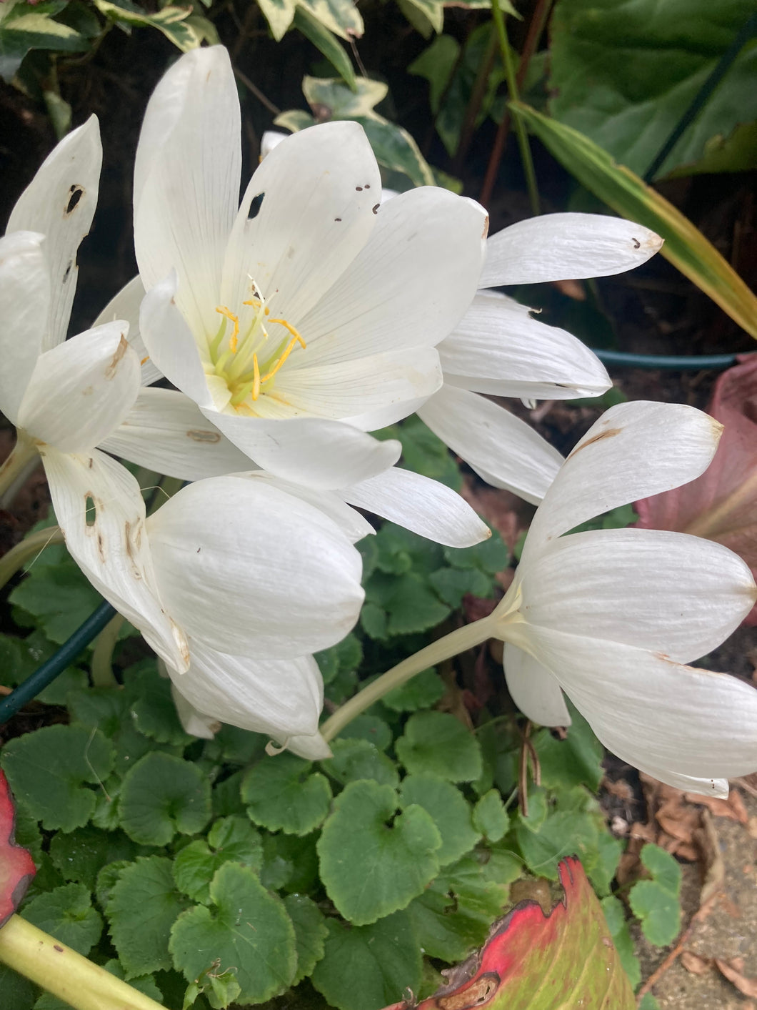 5 bulbs of White Colchicum (Naked Ladies) Includes Postage