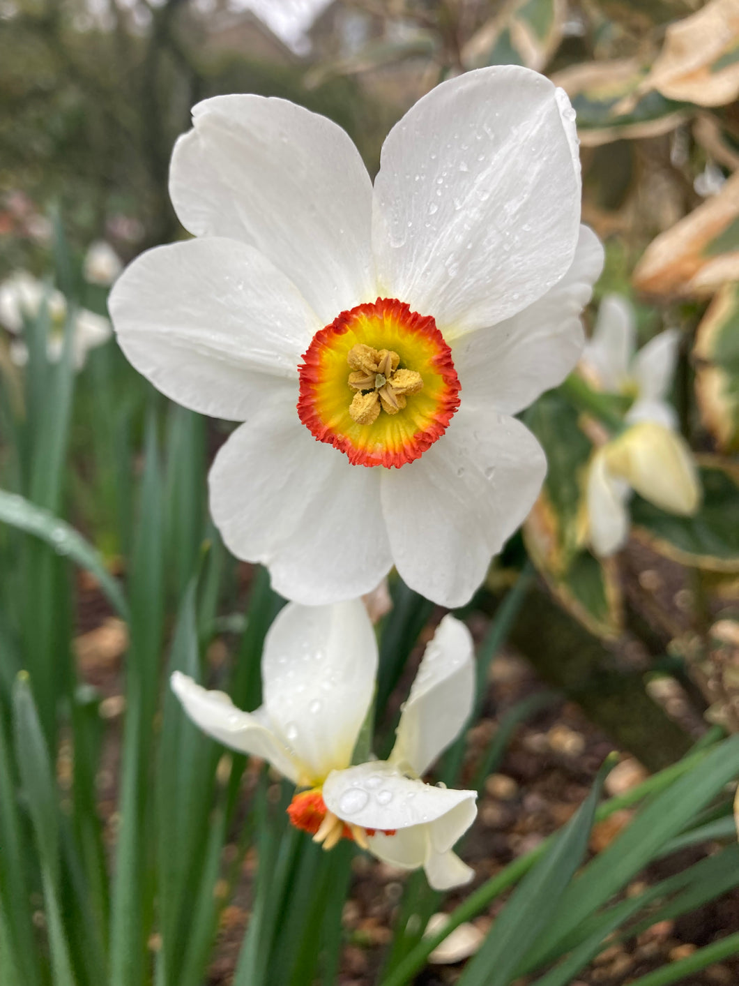 10 bulbs of Daffodil (Actaea) Includes Postage
