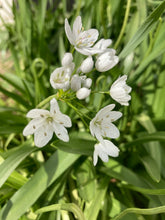 Load image into Gallery viewer, 5 bulbs of Ornamental Allium (Neapolitanum Allium) Includes Postage
