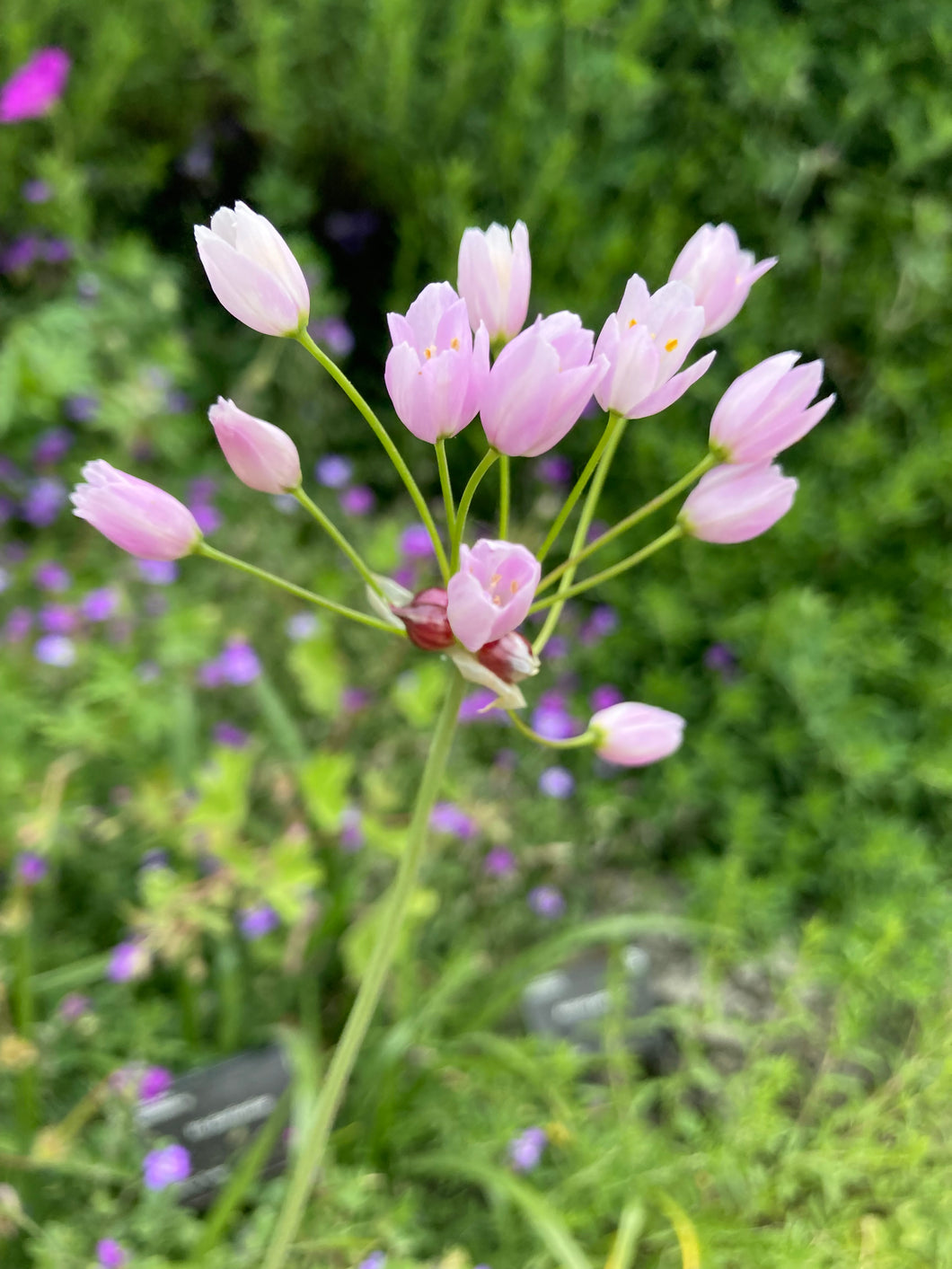 15 bulbs of Ornamental Allium roseum (Rosy-Flowered Garlic) Includes Postage