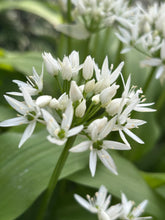 Load image into Gallery viewer, 2 bulbs of Allium ursinum (Wild Garlic) Includes Postage
