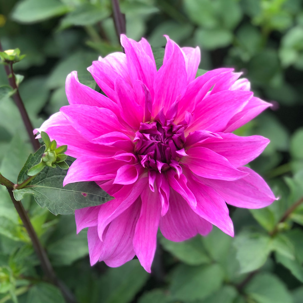 2 tubers of giant-flowered Dahlia (Babylon Lilac) Includes Postage