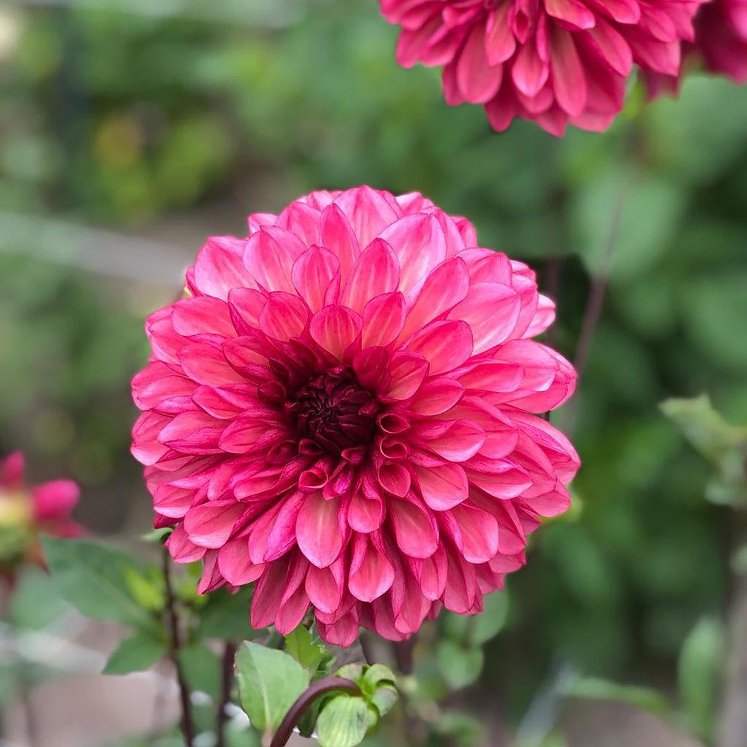 5 tubers of small-flowered Dahlia (Bacardi) Includes Postage