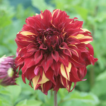 Load image into Gallery viewer, 3 tubers of dinnerplate Dahlia (Bohemian Spartacus) Includes Postage
