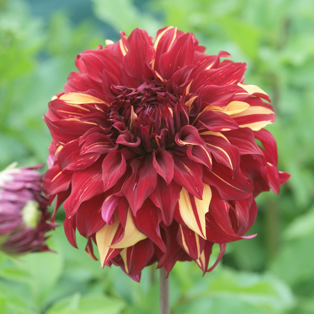 3 tubers of dinnerplate Dahlia (Bohemian Spartacus) Includes Postage