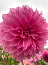 Load image into Gallery viewer, 1 tuber of dinnerplate Dahlia (Cafe au Lait Rose) Includes Postage
