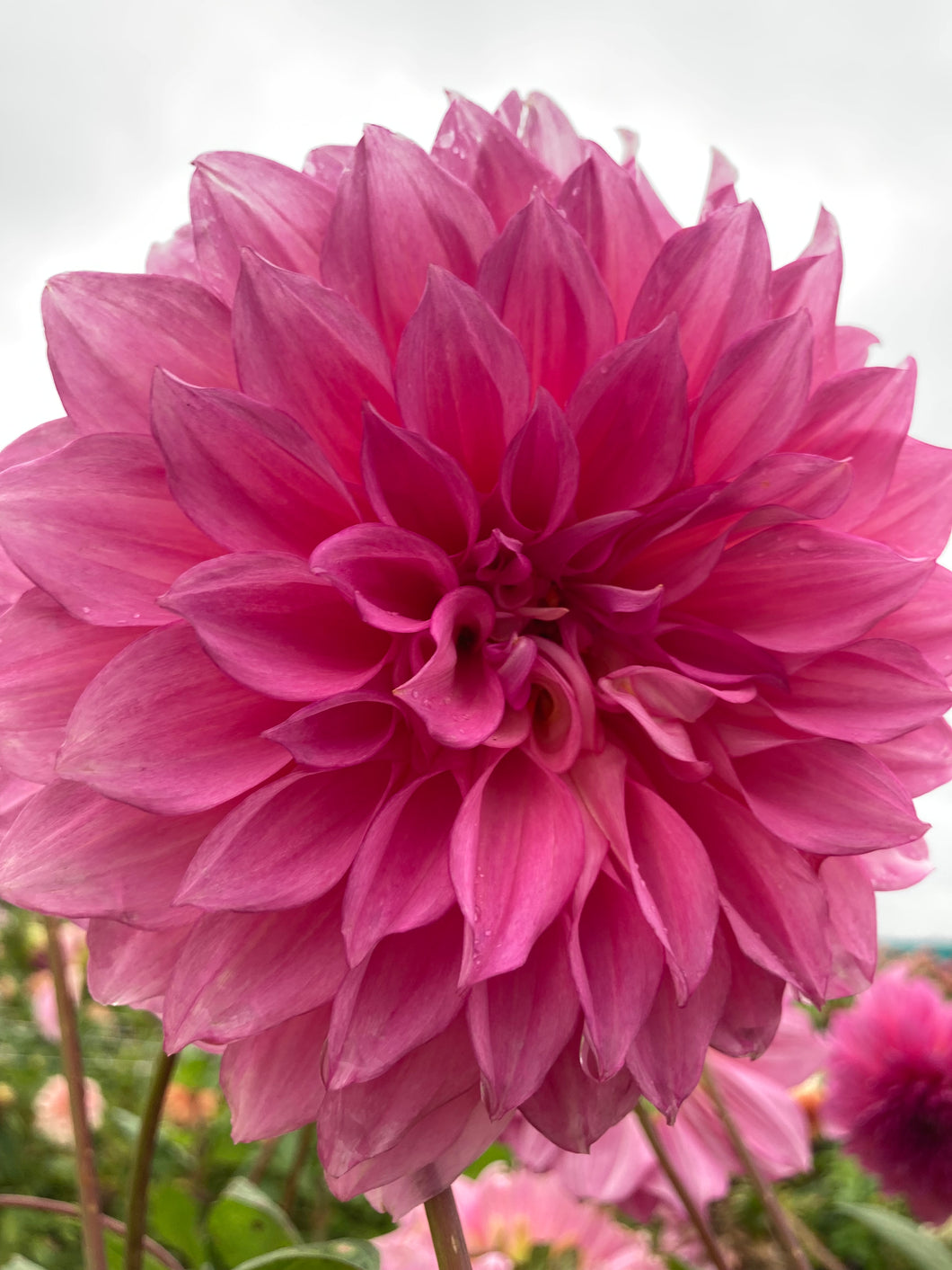 1 tuber of dinnerplate Dahlia (Cafe au Lait Rose) Includes Postage