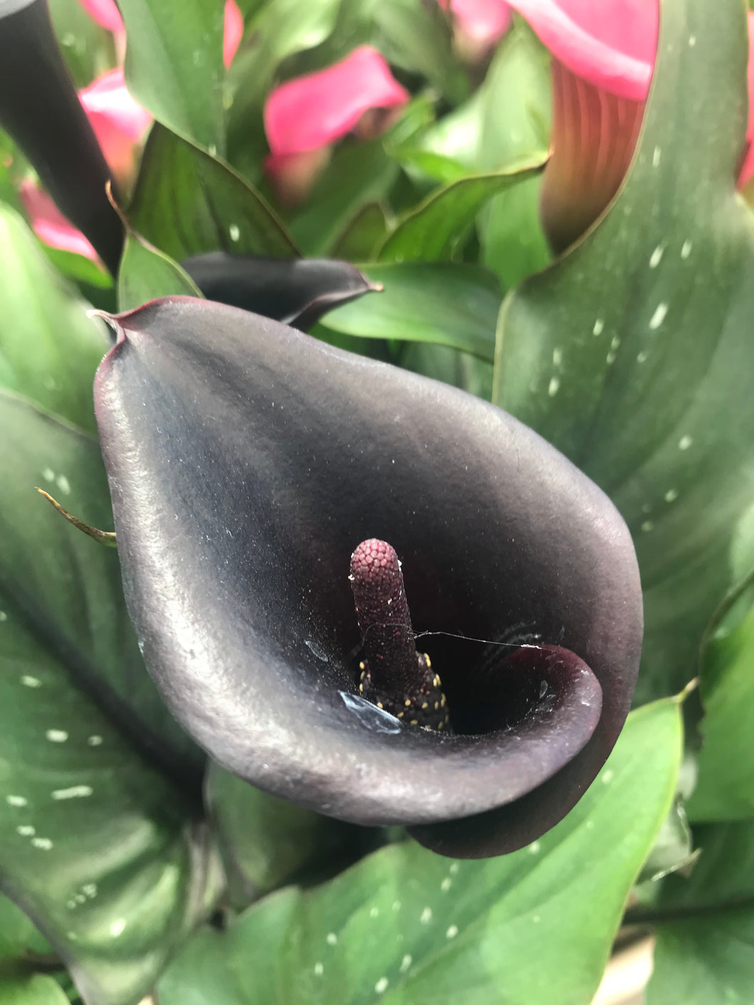 1 tuber of Calla Lily/Zantedeschia (Black Star) Includes Postage