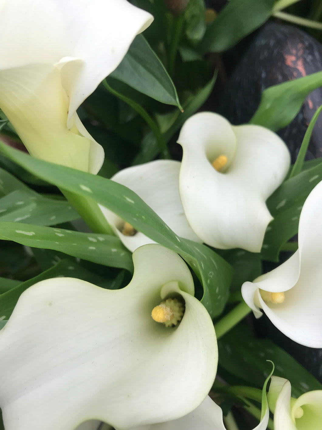 3 tubers of ivory Calla Lily (Black Eyed Beauty/Zantedeschia) Includes Postage