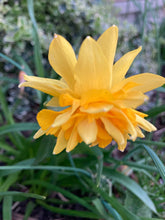 Load image into Gallery viewer, 20 bulbs of dwarf Narcissus (Double Campernelle) Includes Postage
