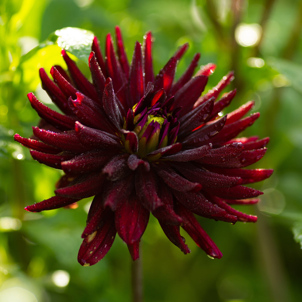 2 tubers of semi-cactus Dahlia (Chat Noir) Includes Postage