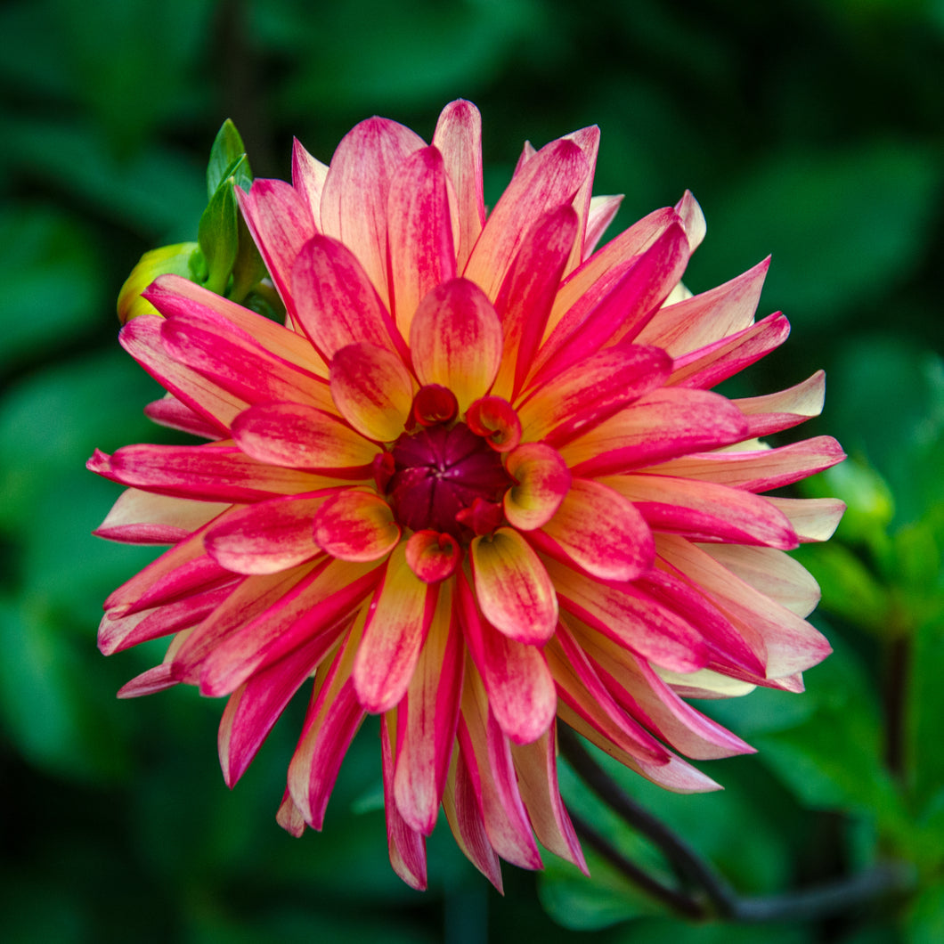 2 tubers of small-flowered Dahlia (Crazy Legs) Includes Postage