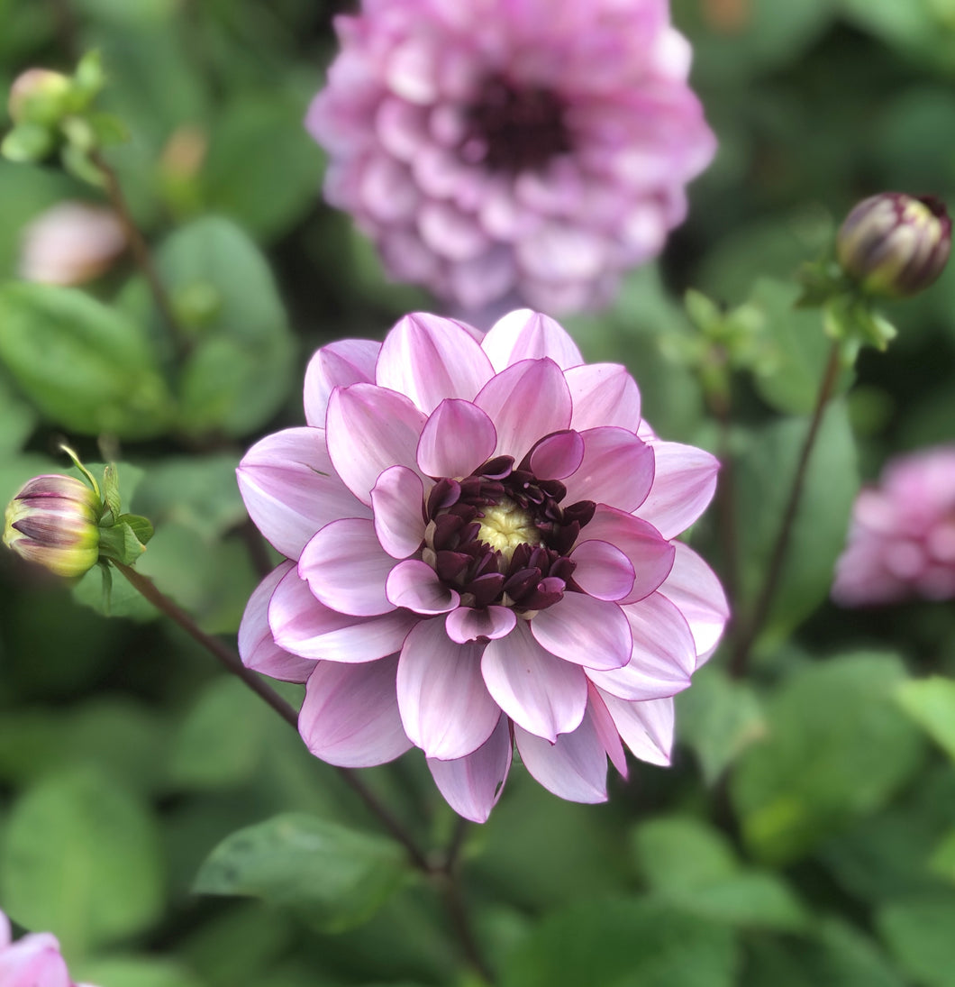 5 tubers of small-flowered Dahlia (Creme de Cassis) Includes Postage