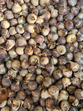 Load image into Gallery viewer, 20 bulbs of pale-purple Crocus (Dorrit) Includes Postage
