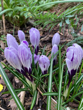 Load image into Gallery viewer, 20 bulbs of pale-purple Crocus (Dorrit) Includes Postage
