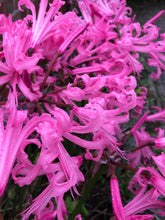 Load image into Gallery viewer, 5 bulbs of pink Nerine (Zeal Giant) Includes Postage
