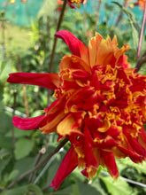 Load image into Gallery viewer, 3 tubers of red anemone-flowering Dahlia (Octopus Sparkle) Includes Postage
