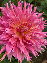 Load image into Gallery viewer, 5 tubers of semi-cactus Dahlia (Omega) Includes Postage
