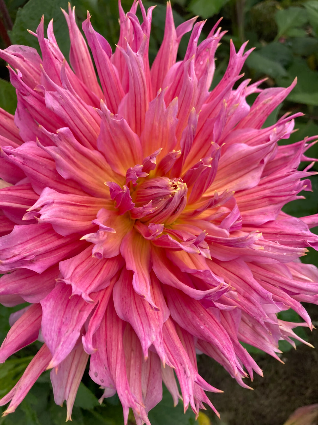 5 tubers of semi-cactus Dahlia (Omega) Includes Postage