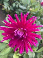 Load image into Gallery viewer, 1 tuber of Dahlia (Purple Gem) Includes Postage
