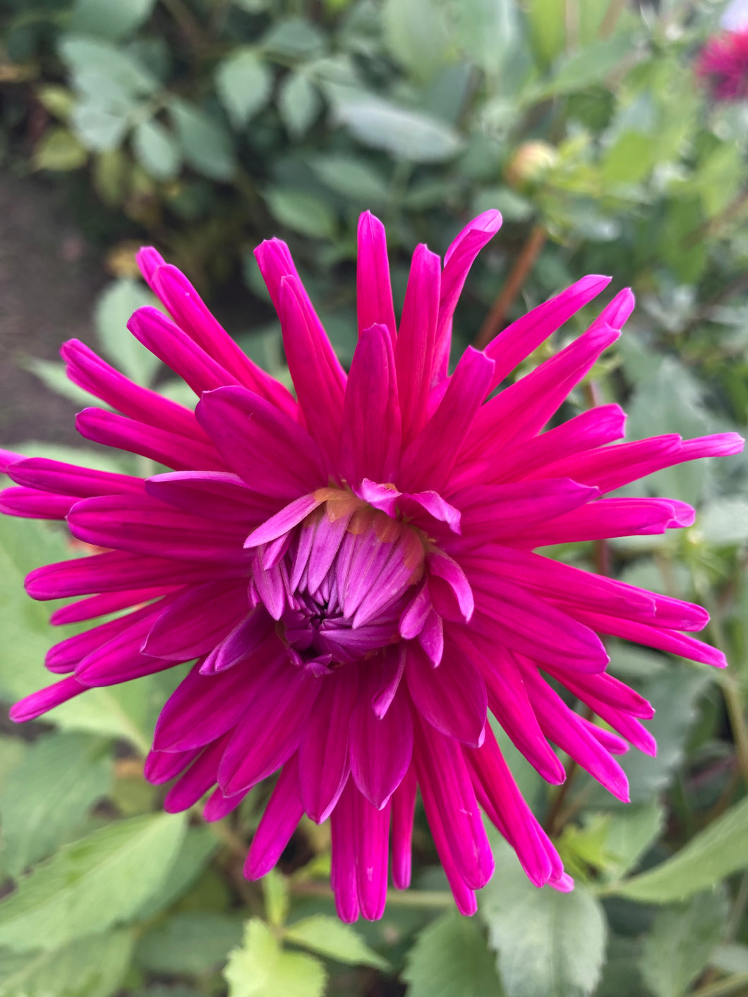 1 tuber of Dahlia (Purple Gem) Includes Postage