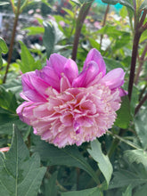 Load image into Gallery viewer, 3 tubers of anemone-flowered Dahlia (Take Off) Includes Postage
