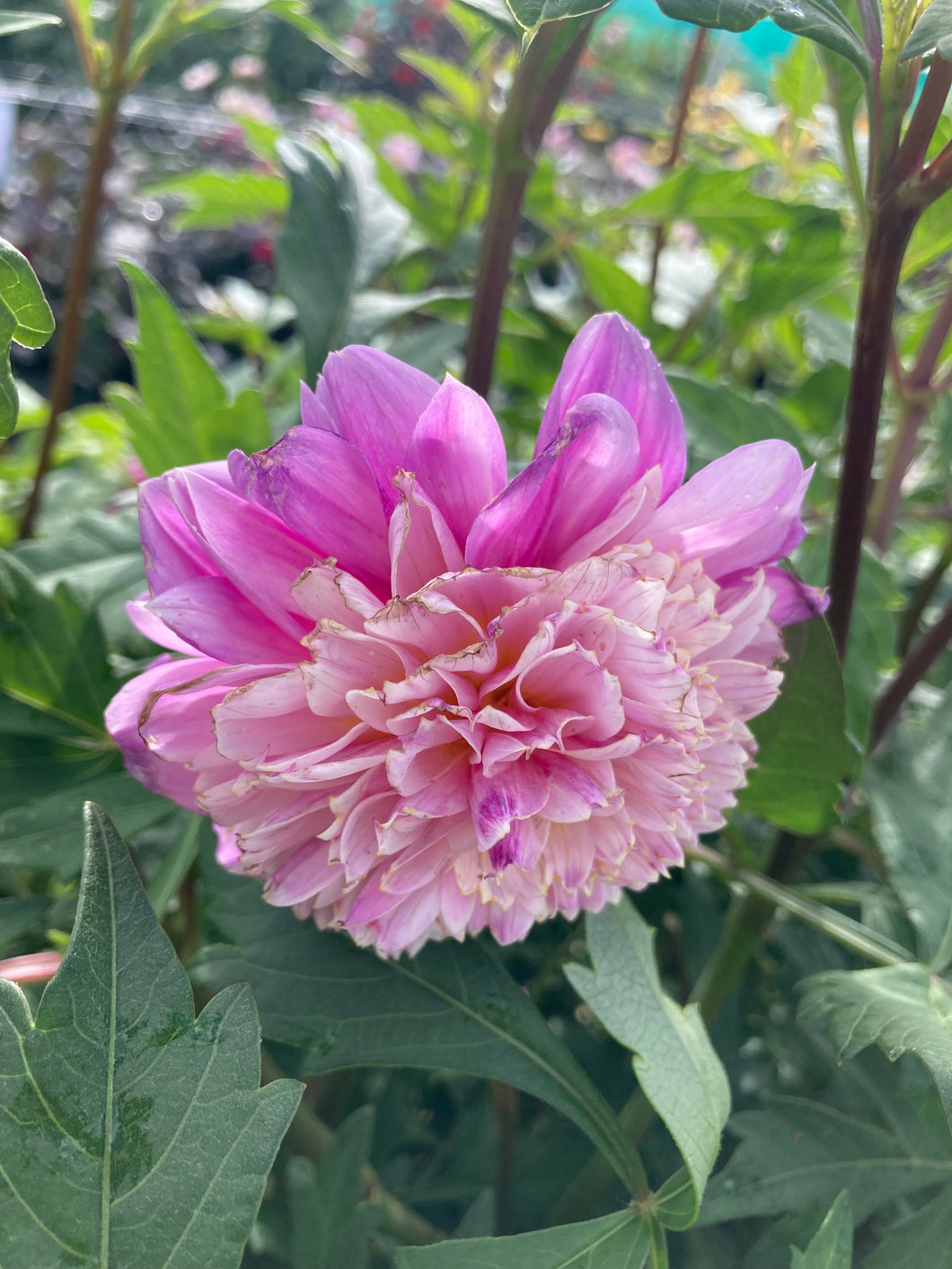 3 tubers of anemone-flowered Dahlia (Take Off) Includes Postage