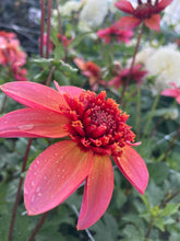 Load image into Gallery viewer, 3 tubers of anemone-flowering Dahlia (Totally Tangerine) Includes Postage
