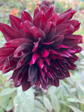 Load image into Gallery viewer, 1 tuber of semi-cactus Dahlia (Black Jack) Includes Postage
