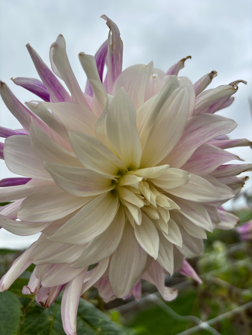 2 tubers of giant-flowered Dahlia (Bristol Stripe) Includes Postage
