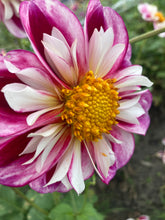 Load image into Gallery viewer, 2 tubers of anemone-flowered Dahlia (Bumble Rumble) Includes Postage
