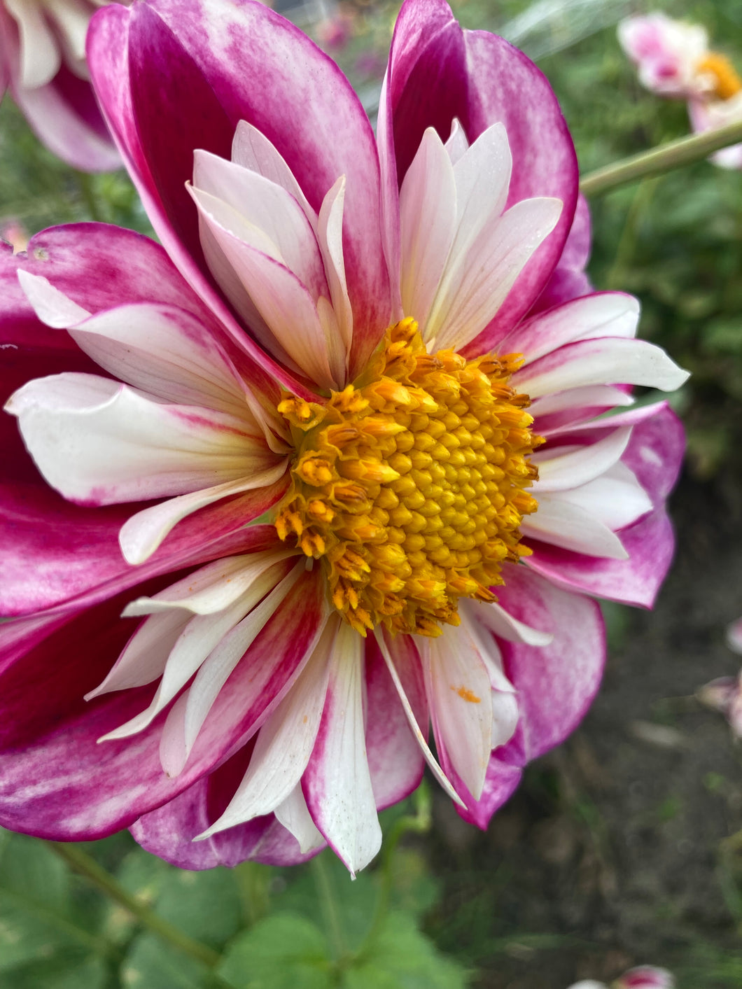 2 tubers of anemone-flowered Dahlia (Bumble Rumble) Includes Postage