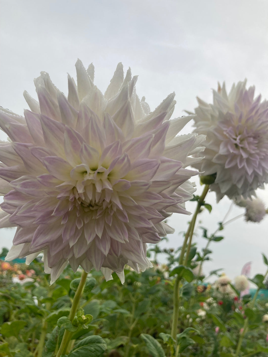 2 tubers of semi-cactus Dahlia (Clearview Edie) Includes Postage