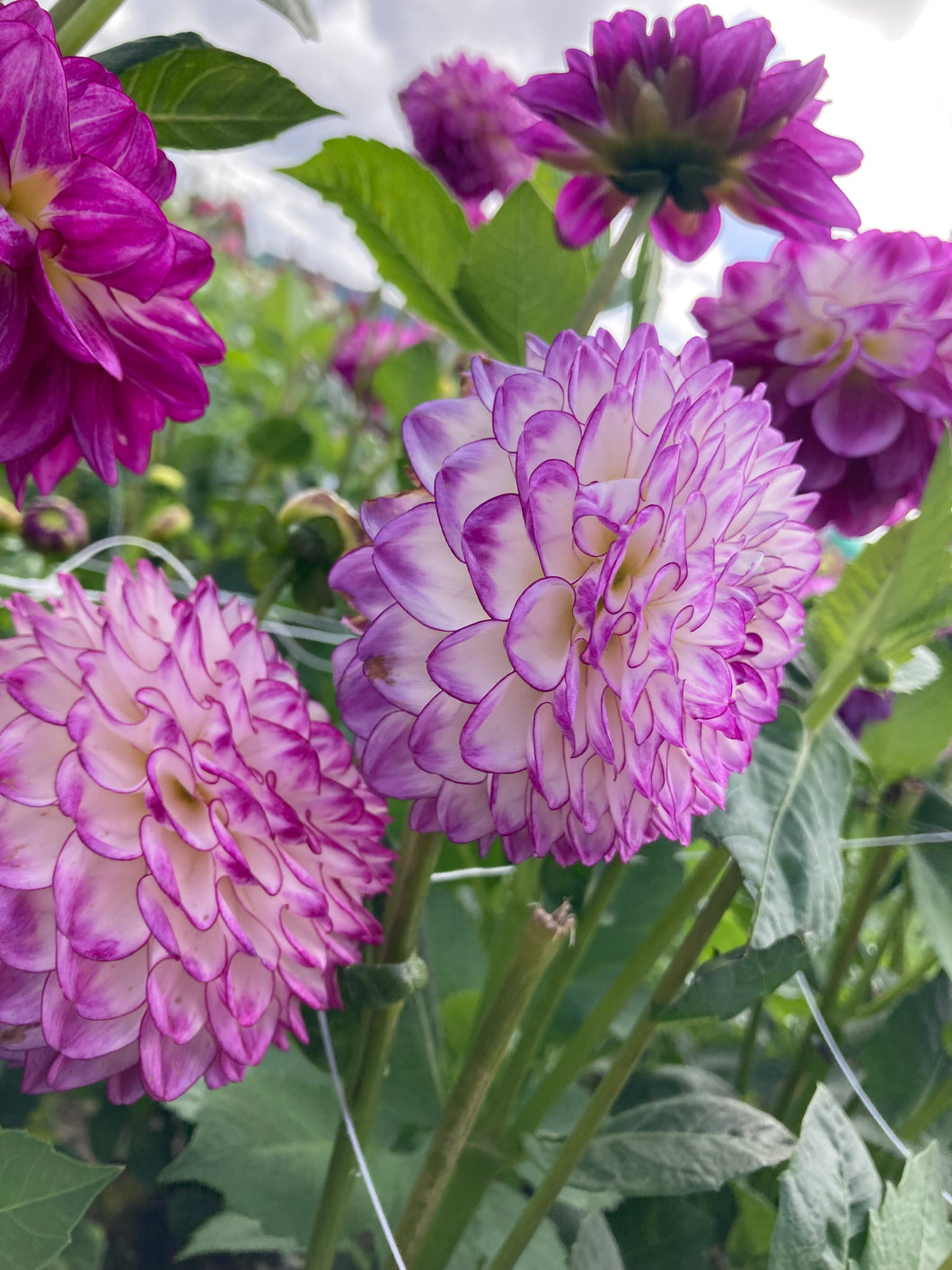1 tuber of ball Dahlia (Dreaming Maid) Includes Postage