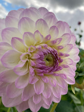 Load image into Gallery viewer, 2 tubers of white/lilac ball Dahlia (Eveline) Includes Postage

