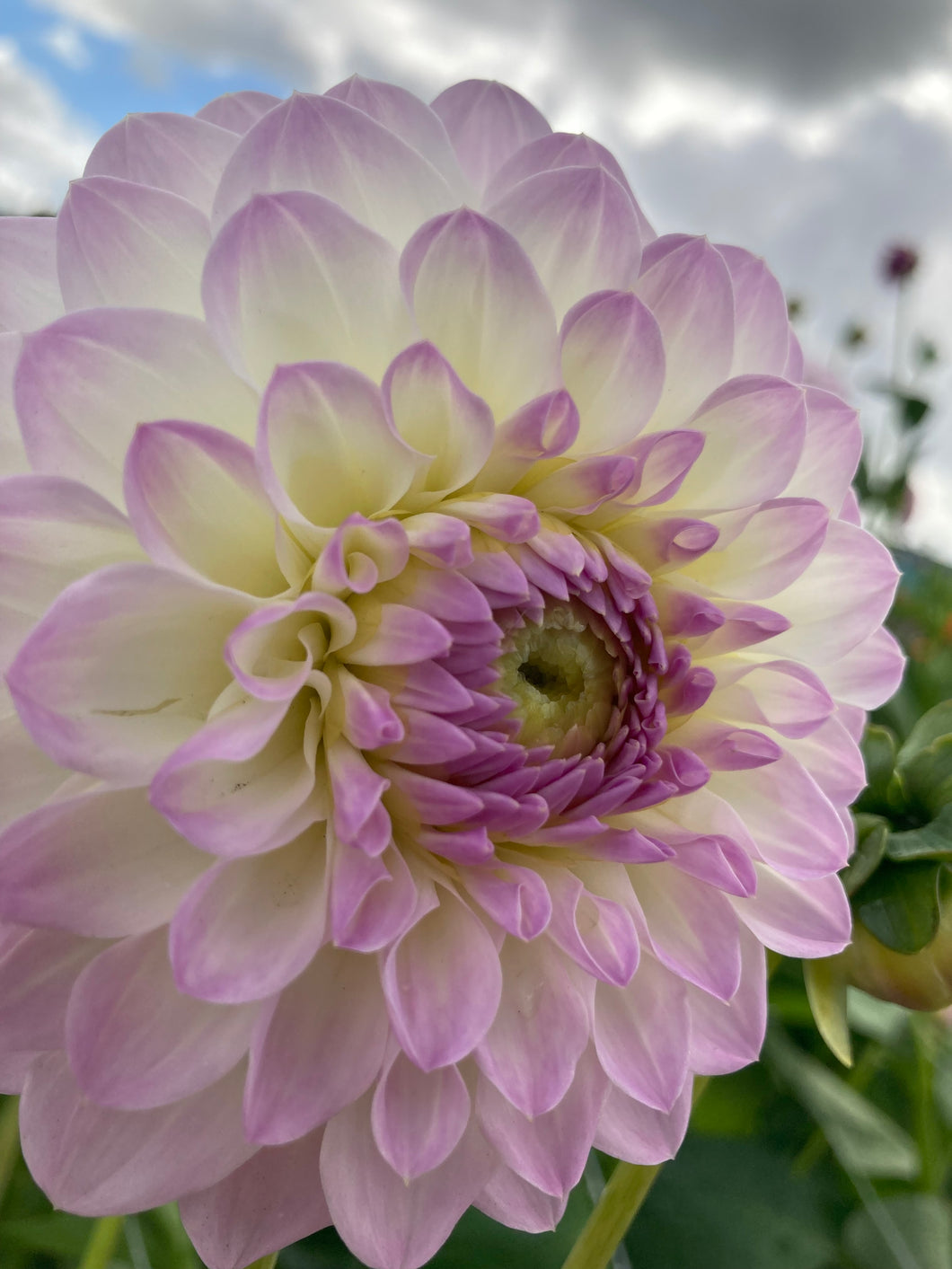 2 tubers of white/lilac ball Dahlia (Eveline) Includes Postage
