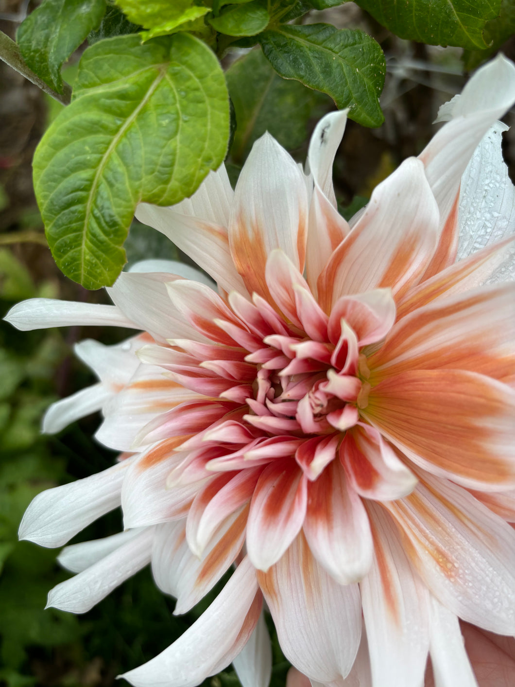 2 tubers of giant-flowered Dahlia (Frost Nip) Includes Postage
