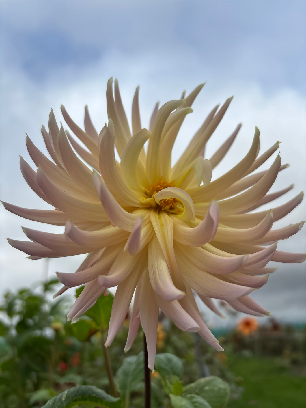 2 tubers of semi-cactus Dahlia (Henriette) Includes Postage